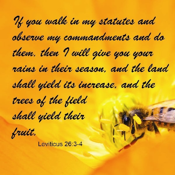 Leviticus 26:3